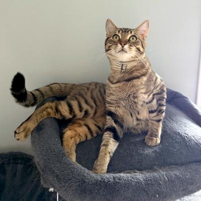 Enlarge Milo, an adopted Domestic Short Hair in Mississauga, ON image 6/6