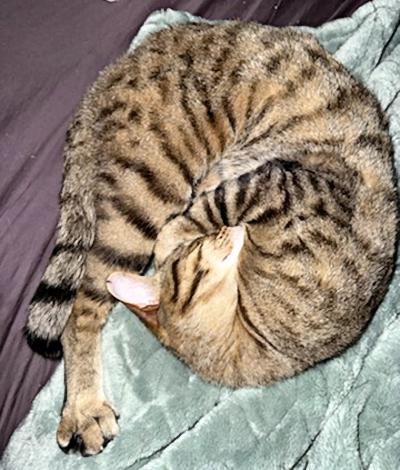 Enlarge Milo, an adopted Domestic Short Hair in Mississauga, ON image 4/6