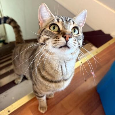 Enlarge Milo, an adopted Domestic Short Hair in Mississauga, ON image 5/6