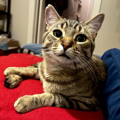 Enlarge Milo, an adopted Domestic Short Hair in Mississauga, ON image 1/6