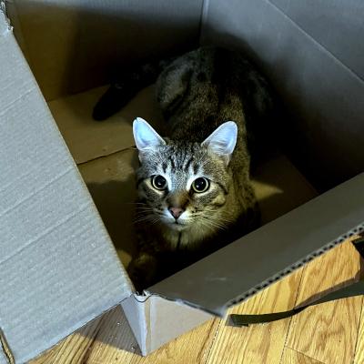 Enlarge Milo, an adopted Domestic Short Hair in Mississauga, ON image 3/6