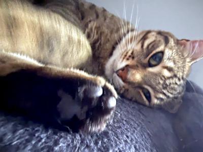 Enlarge Milo, an adopted Domestic Short Hair in Mississauga, ON image 2/6