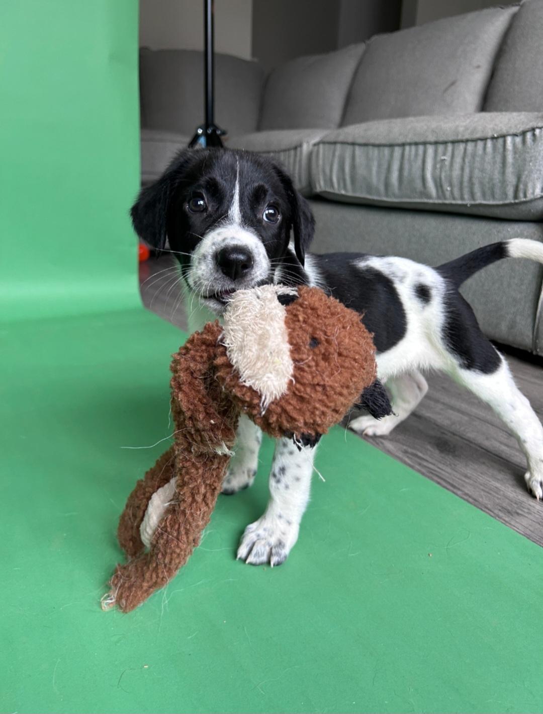 Enlarge AJ, a ADOPTABLE Mixed Breed in Rochester , NY image 2/6