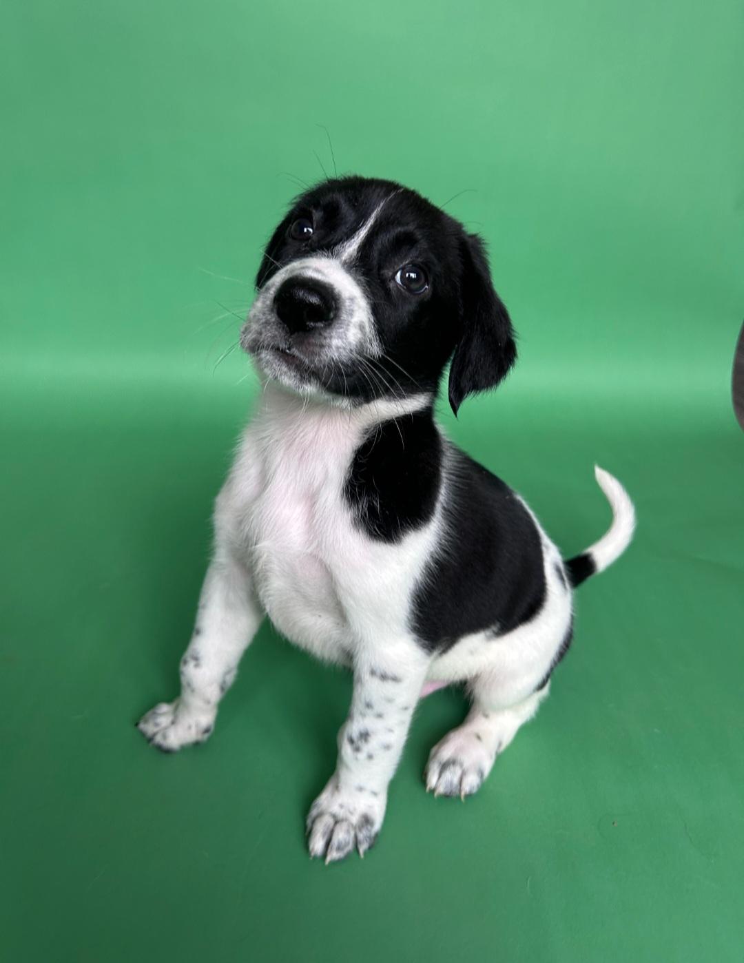 Enlarge AJ, a ADOPTABLE Mixed Breed in Rochester , NY image 5/6