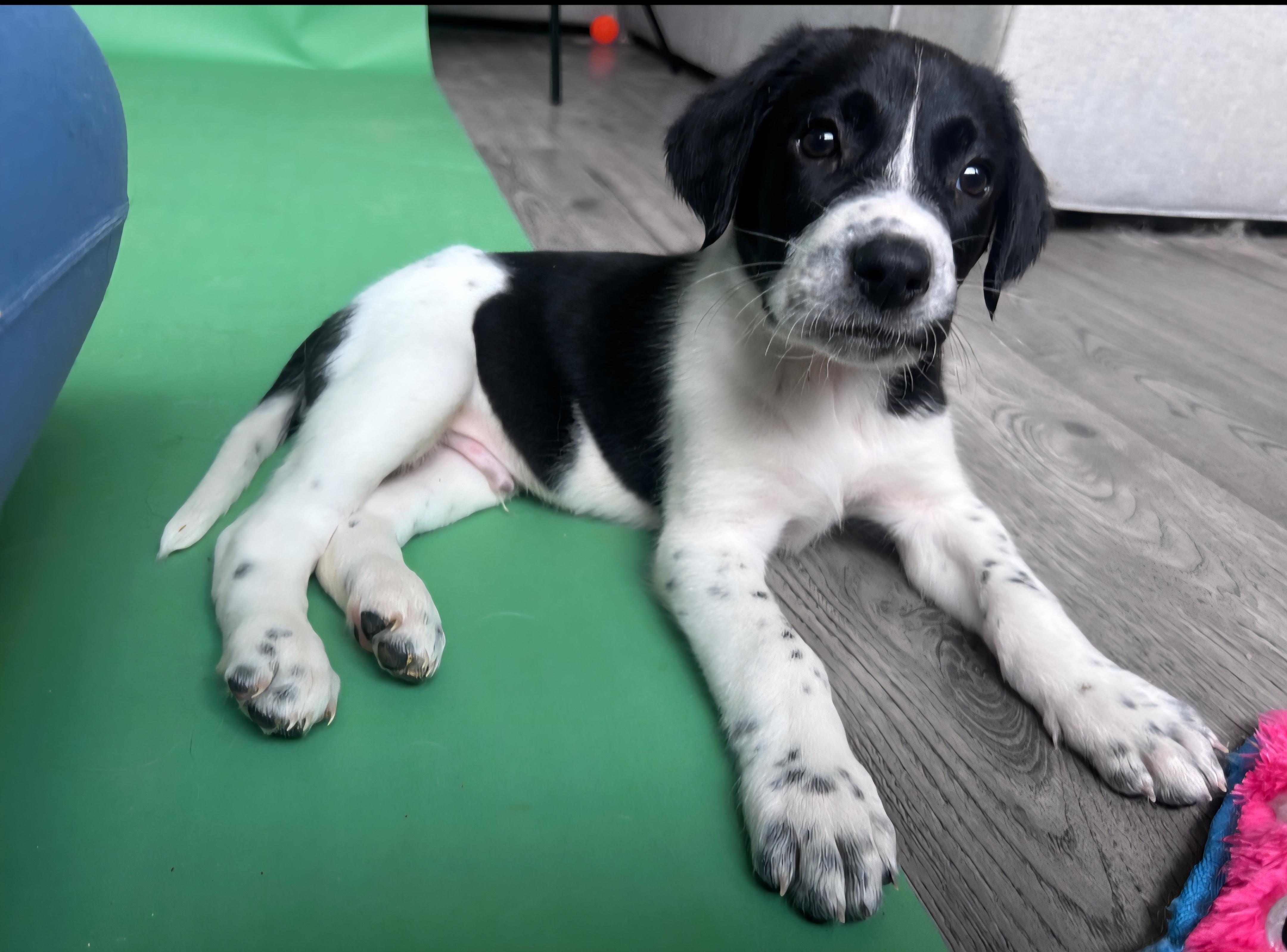 Enlarge AJ, a ADOPTABLE Mixed Breed in Rochester , NY image 4/6