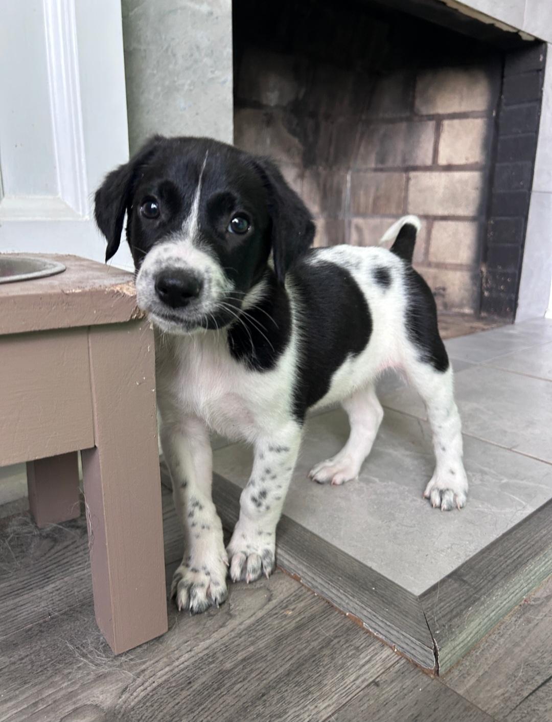 Enlarge AJ, a ADOPTABLE Mixed Breed in Rochester , NY image 3/6