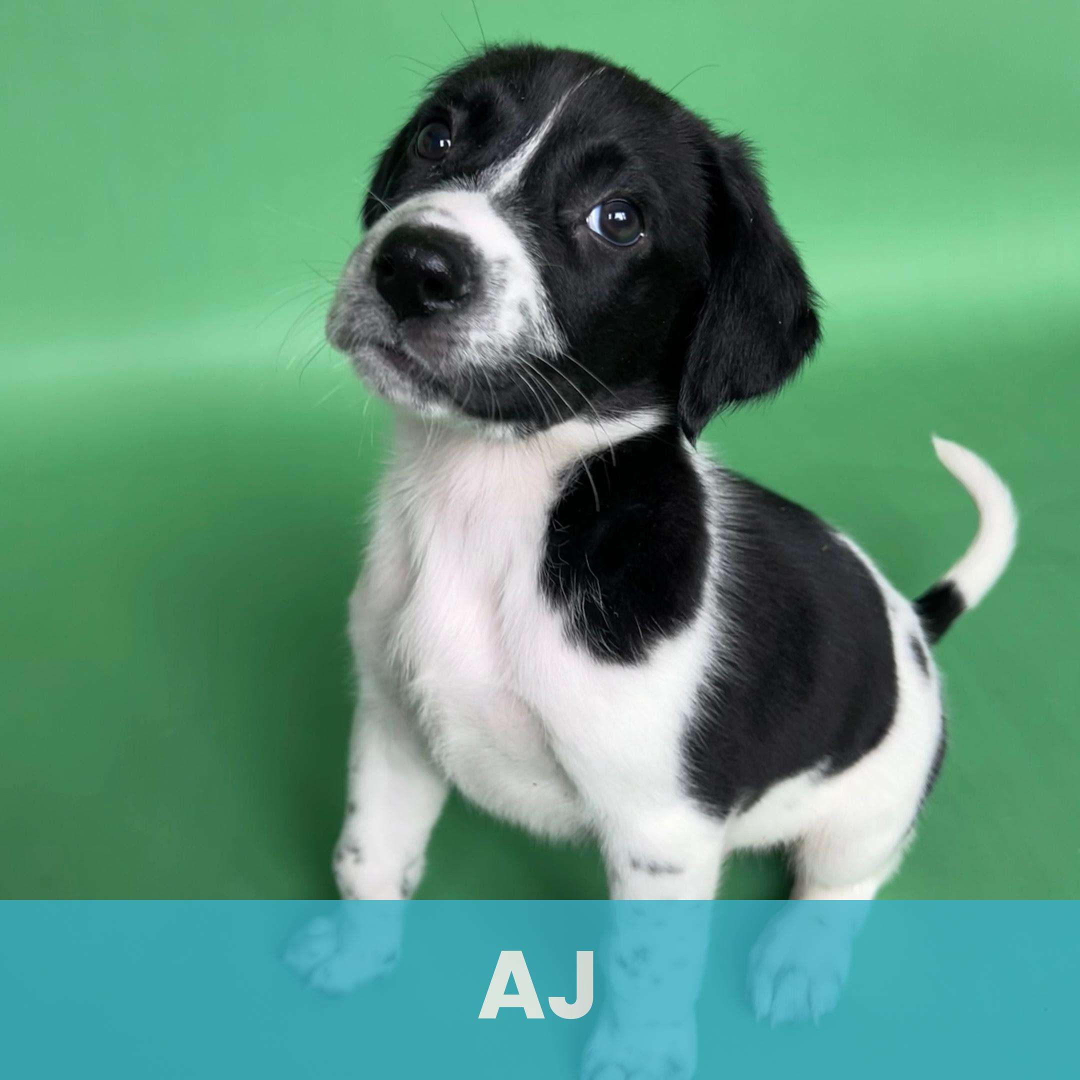 Enlarge AJ, a ADOPTABLE Mixed Breed in Rochester , NY image 1/6