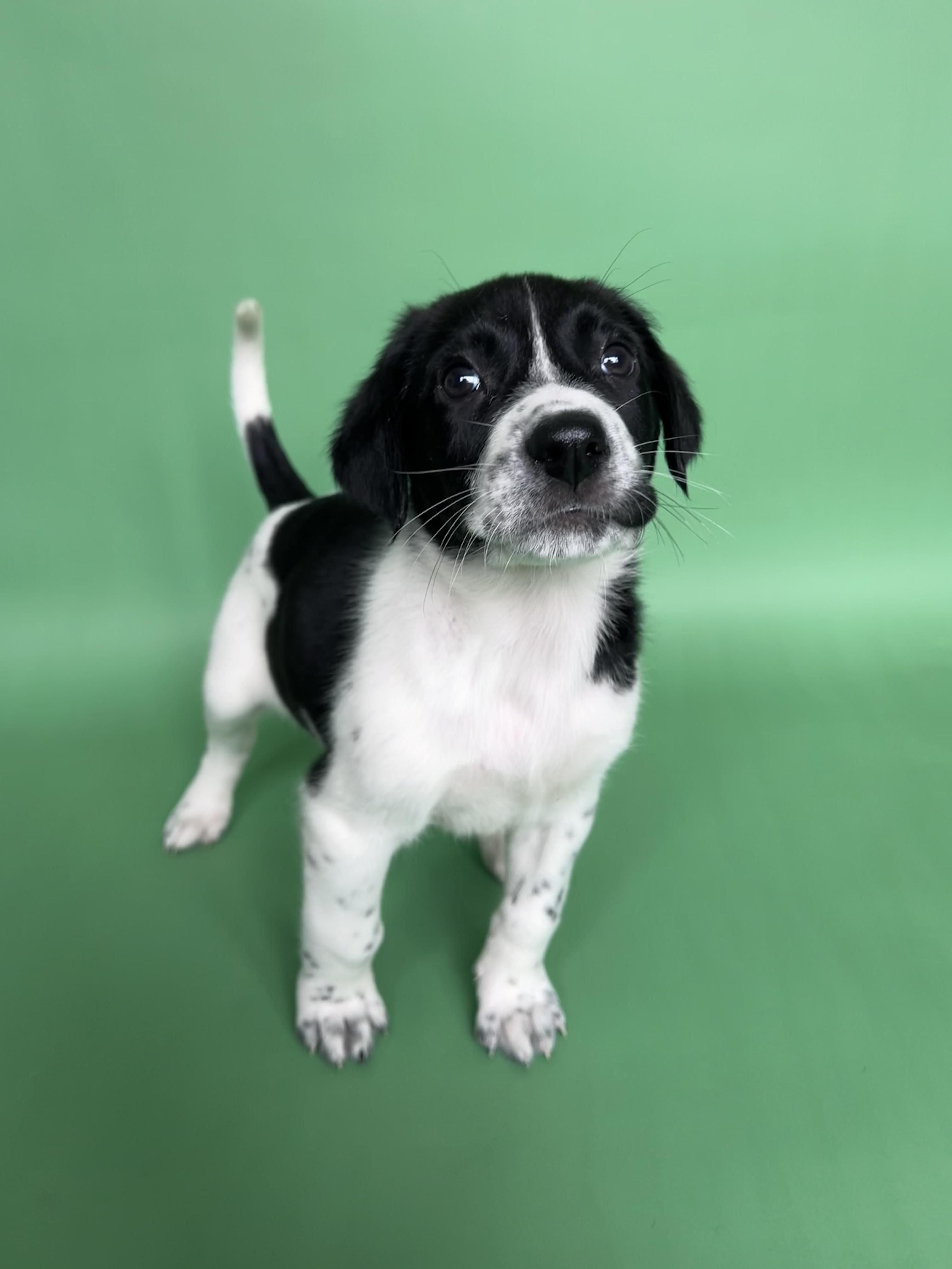 Enlarge AJ, a ADOPTABLE Mixed Breed in Rochester , NY image 6/6