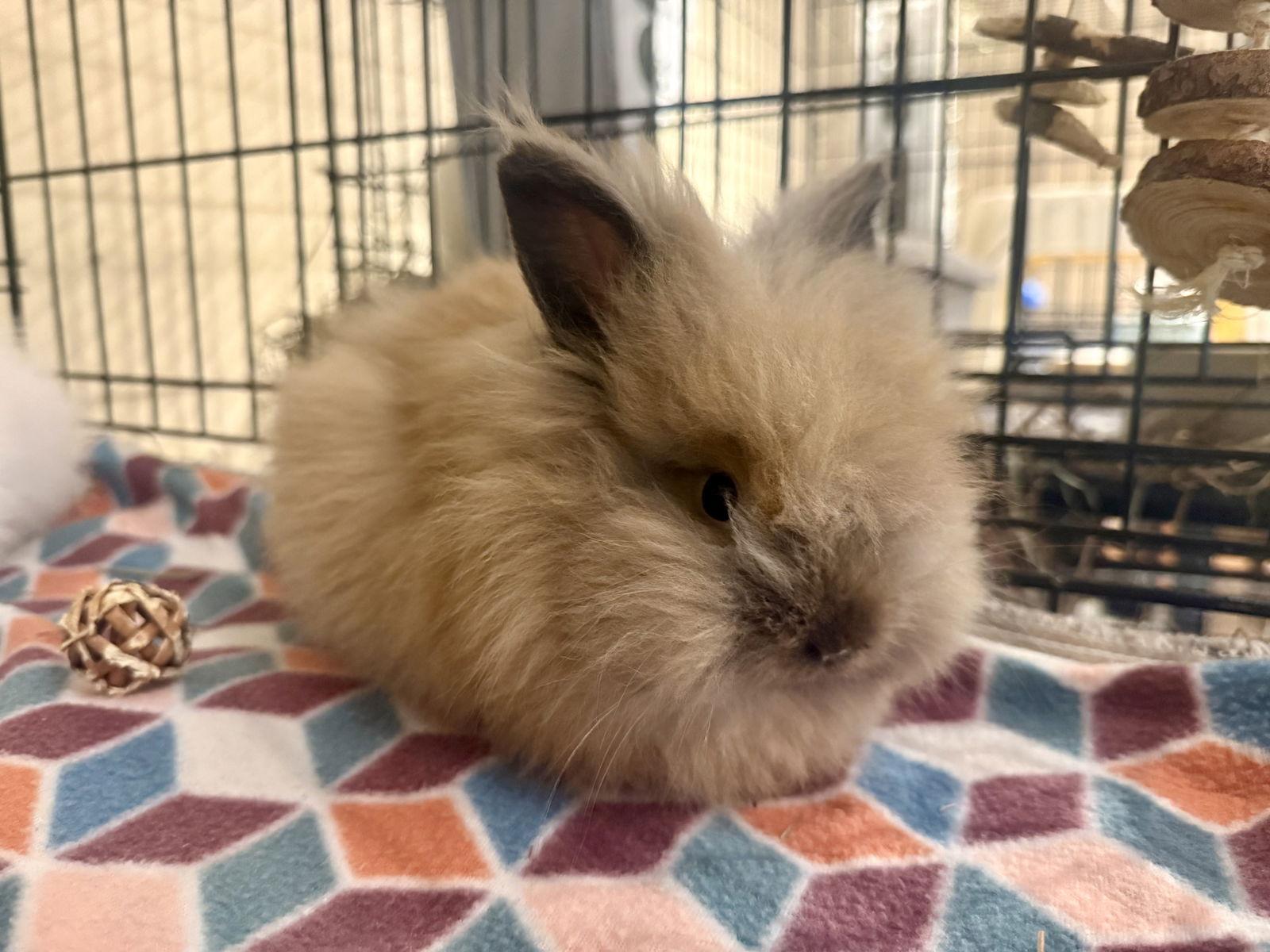 Enlarge Ory, a Adoptable Lionhead in Marshfield, WI image 1/2
