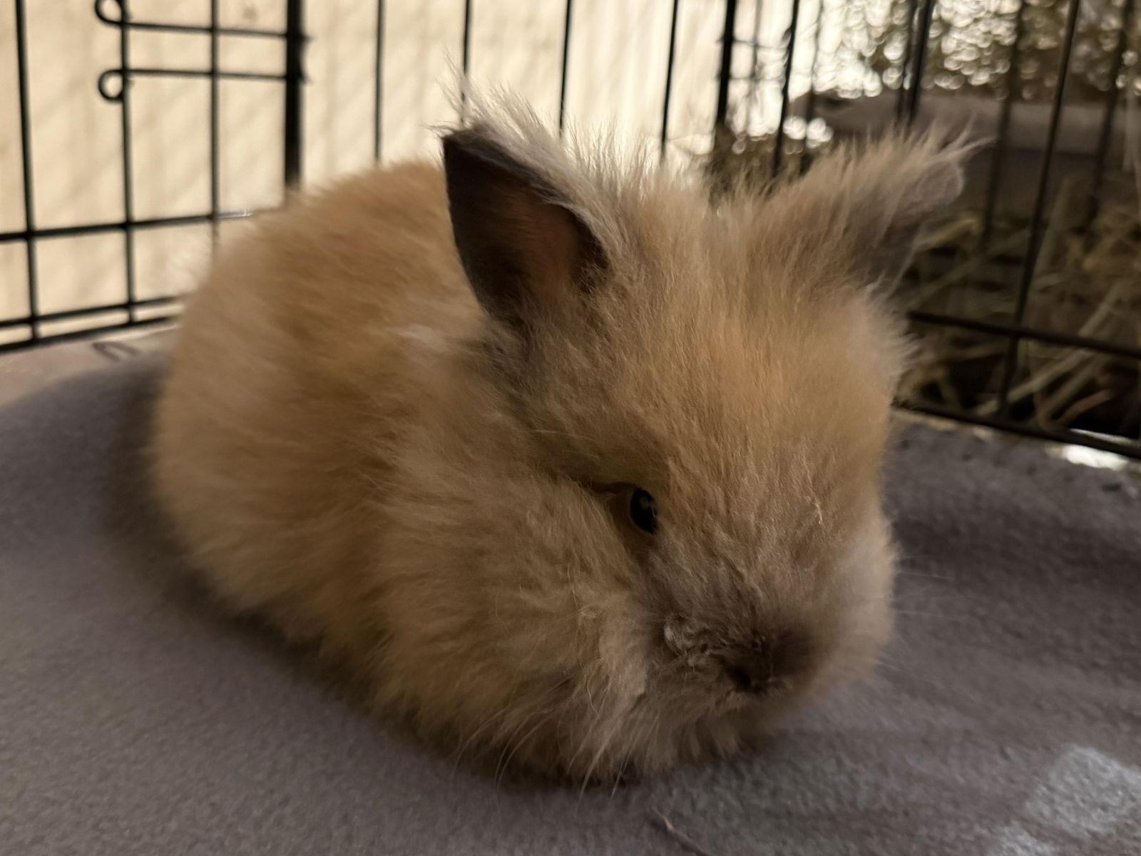 Enlarge Ory, a Adoptable Lionhead in Marshfield, WI image 2/2