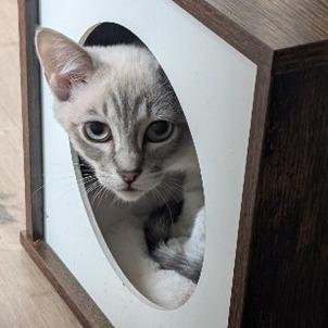 Enlarge Fire Opal, a Adoptable Siamese in Chatsworth, CA image 1/4