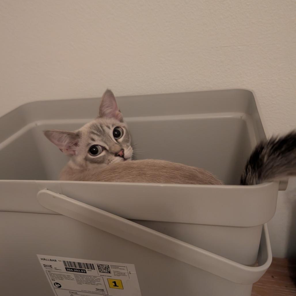 Enlarge Fire Opal, a Adoptable Siamese in Chatsworth, CA image 3/4