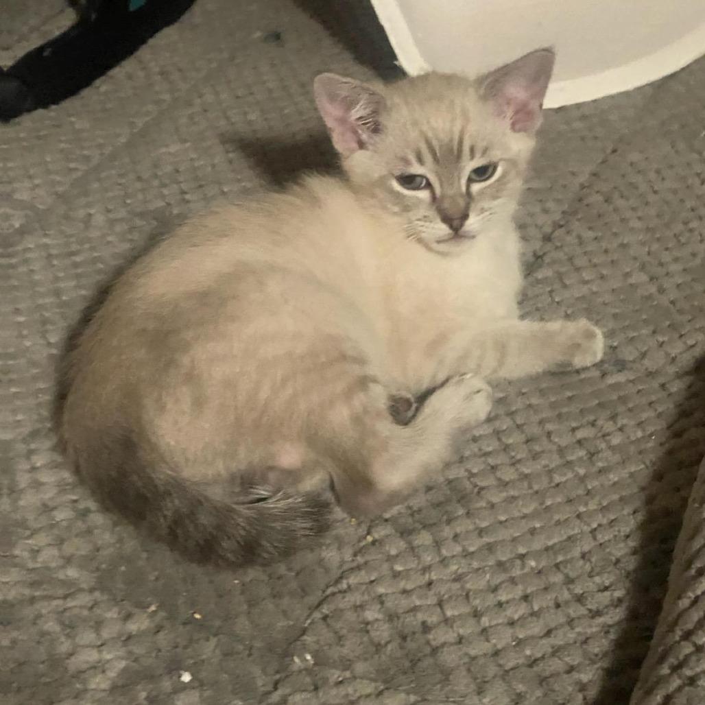 Enlarge Fire Opal, a Adoptable Siamese in Chatsworth, CA image 4/4