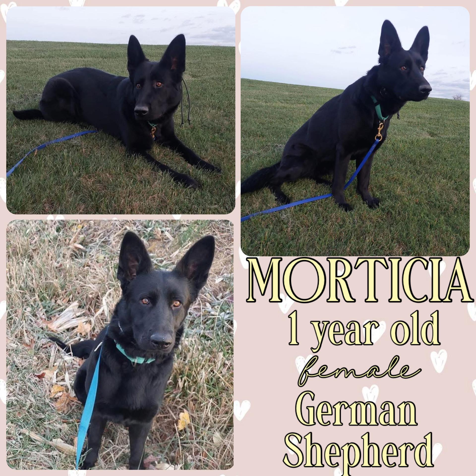 Morticia, Adoptable, Young Female German Shepherd Dog.