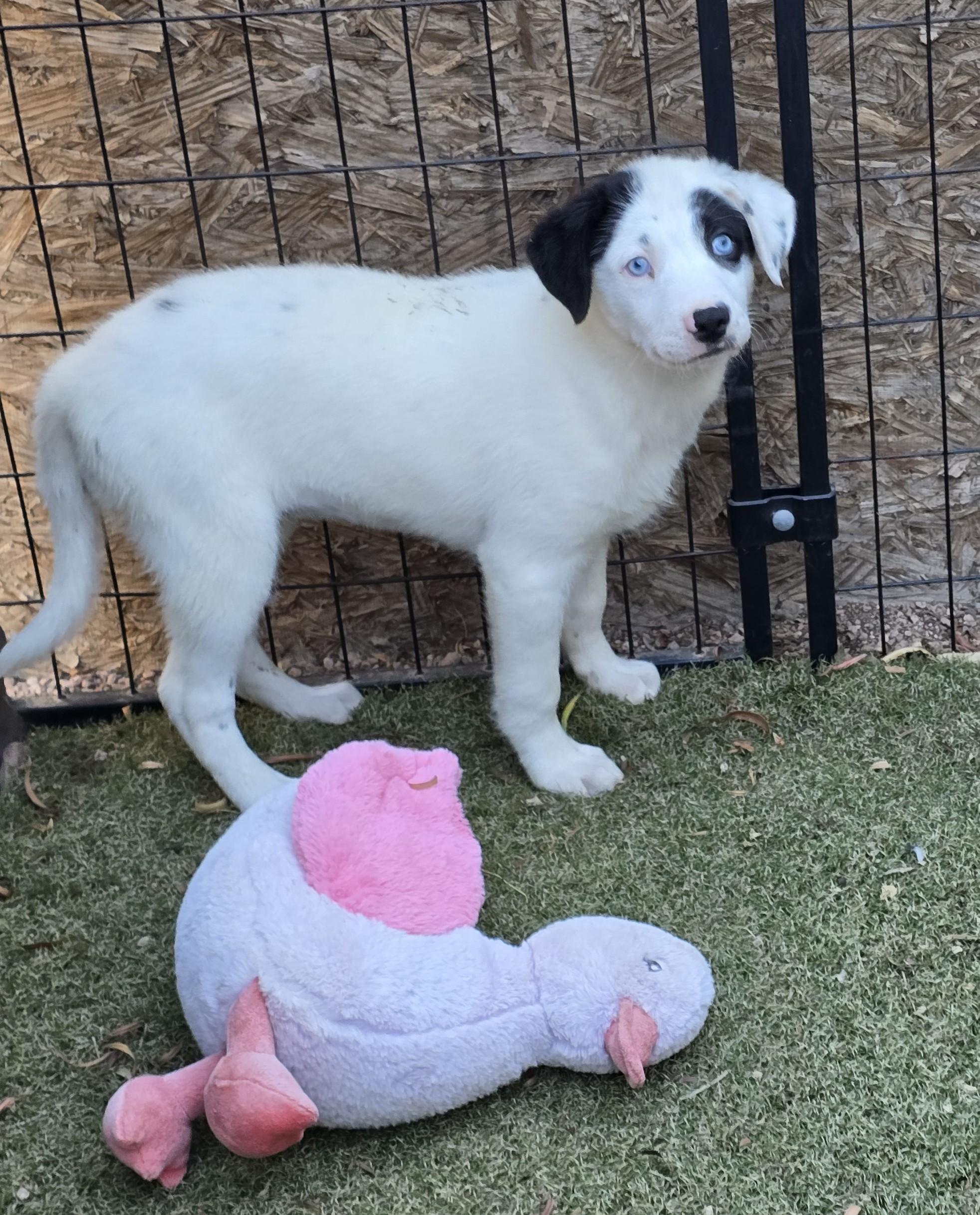 Enlarge Cerulean, a ADOPTABLE mixed breed in Apache Junction, AZ image 3/5