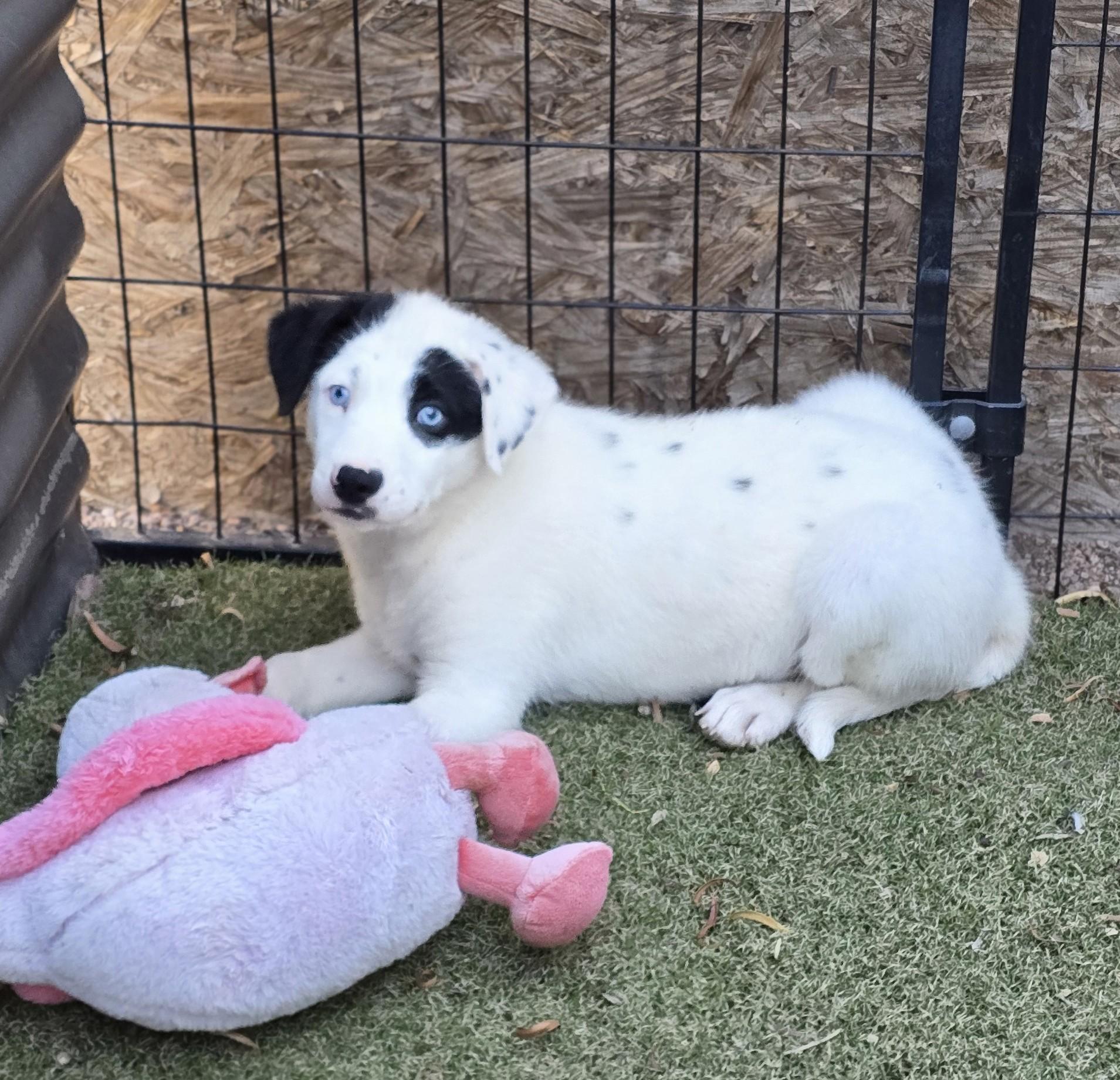 Enlarge Cerulean, a ADOPTABLE mixed breed in Apache Junction, AZ image 5/5