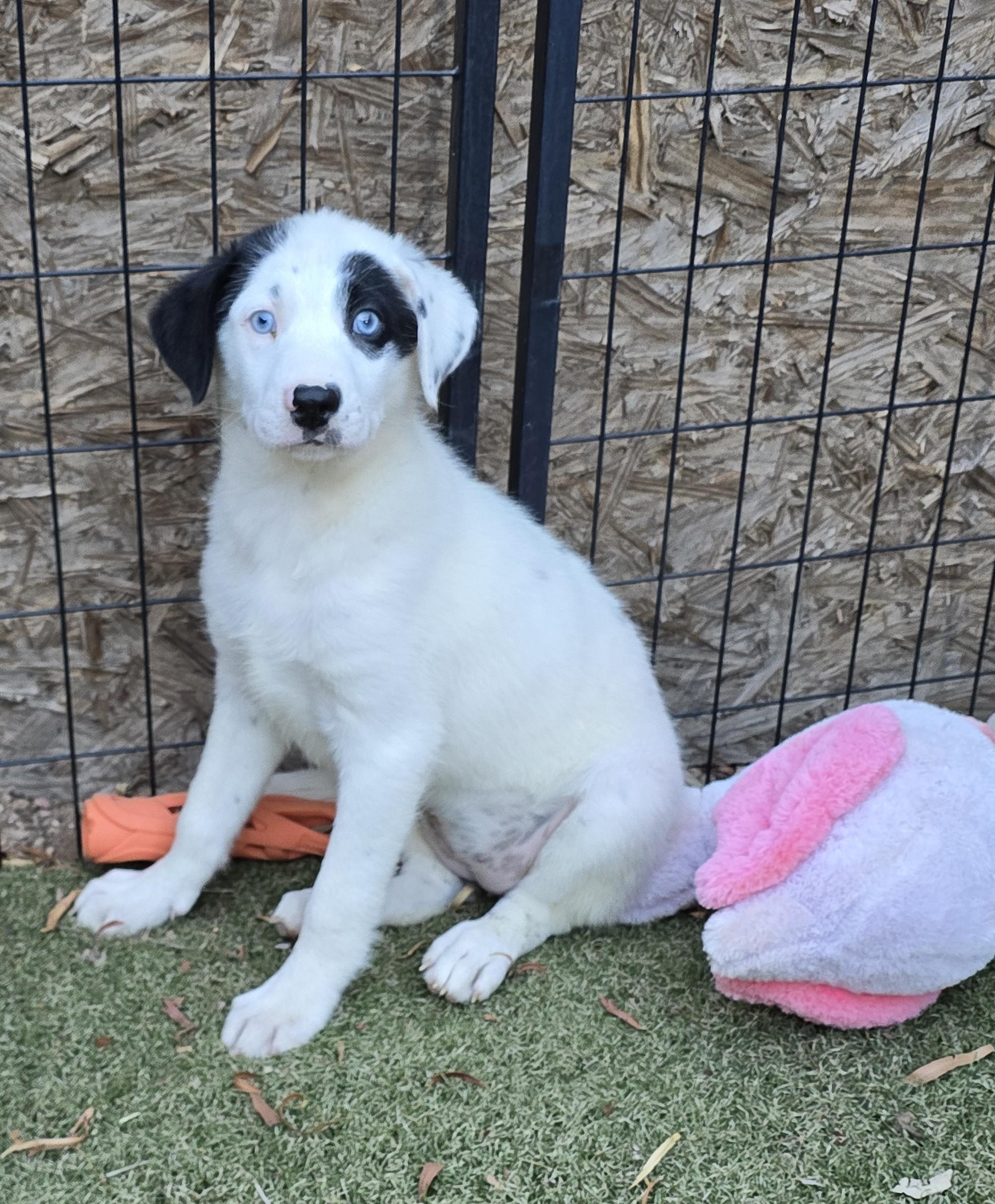 Enlarge Cerulean, a ADOPTABLE mixed breed in Apache Junction, AZ image 4/5