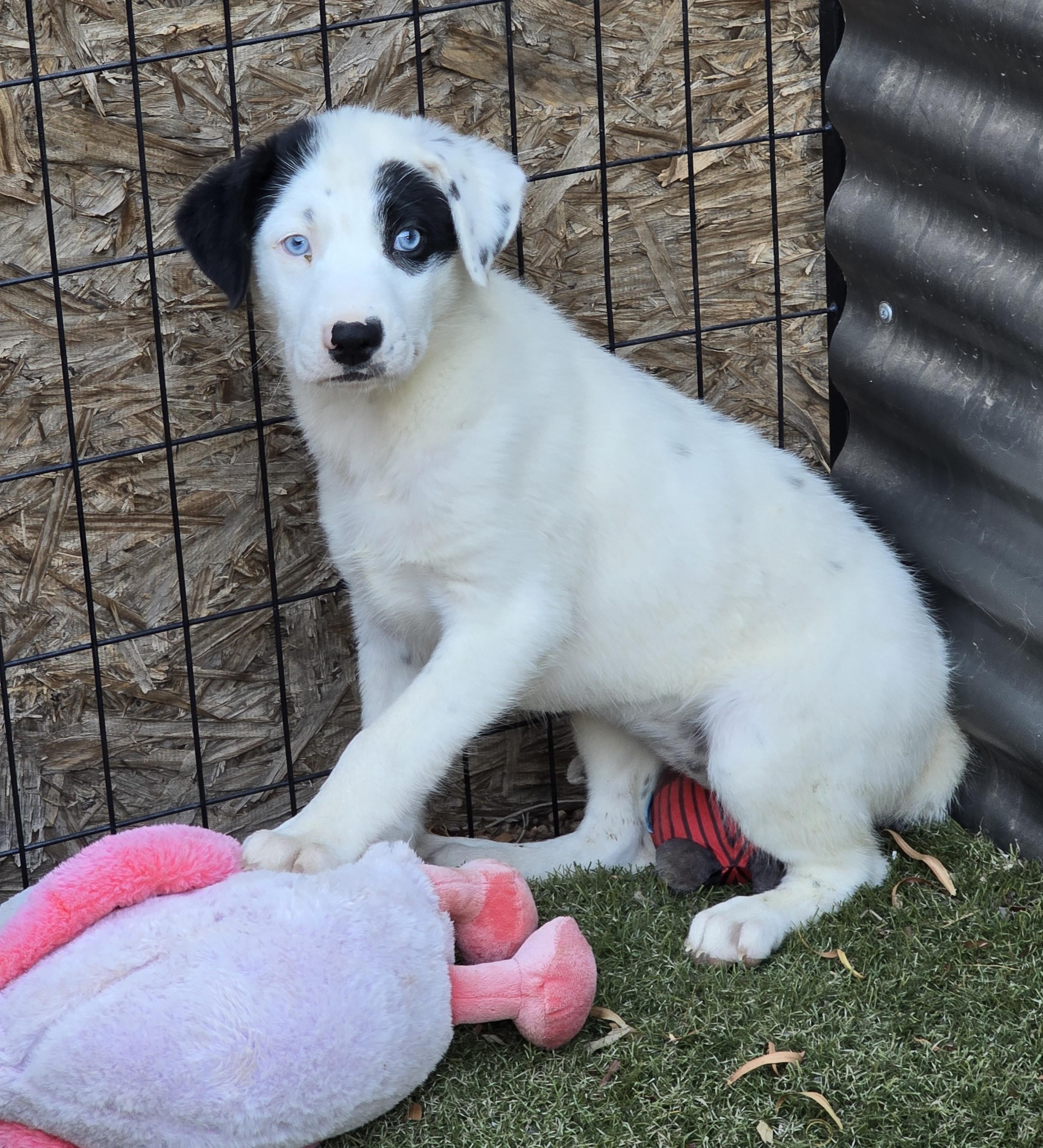 Cerulean, ADOPTABLE, Puppy Female Australian Cattle Dog / Blue Heeler & Australian Shepherd.