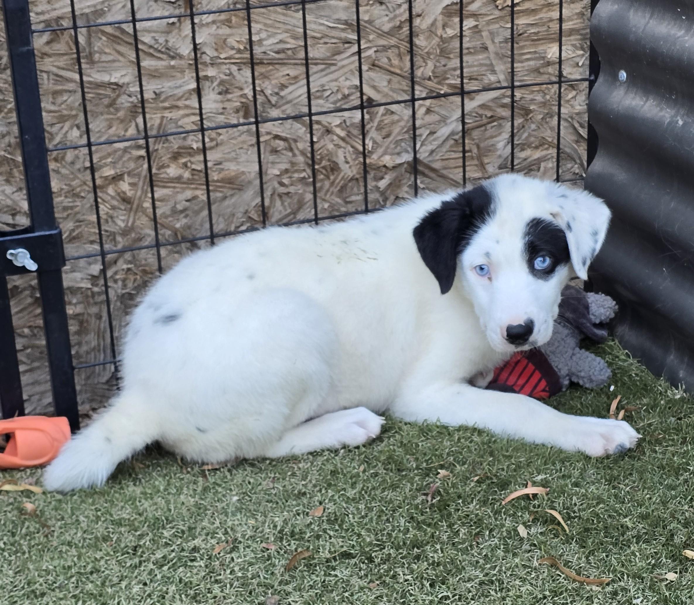 Enlarge Cerulean, a ADOPTABLE mixed breed in Apache Junction, AZ image 2/5