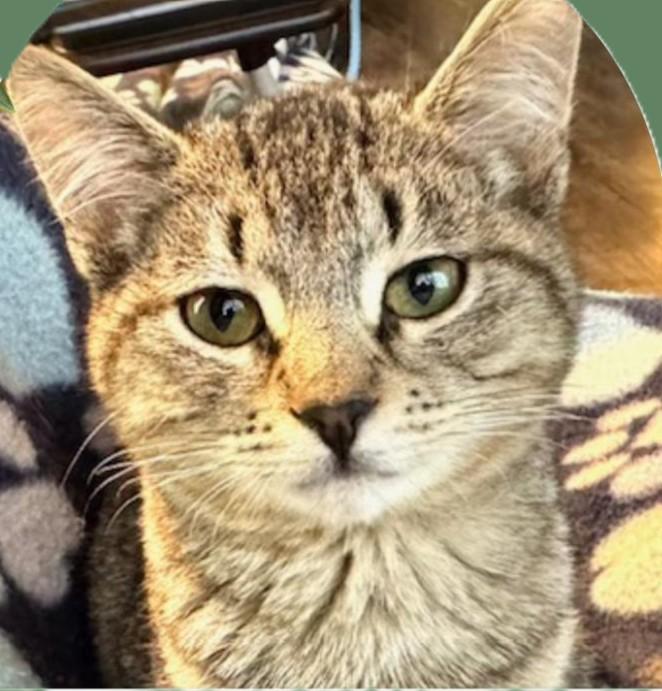 Enlarge Poof, an adopted Domestic Short Hair in Chico, CA image 1/1