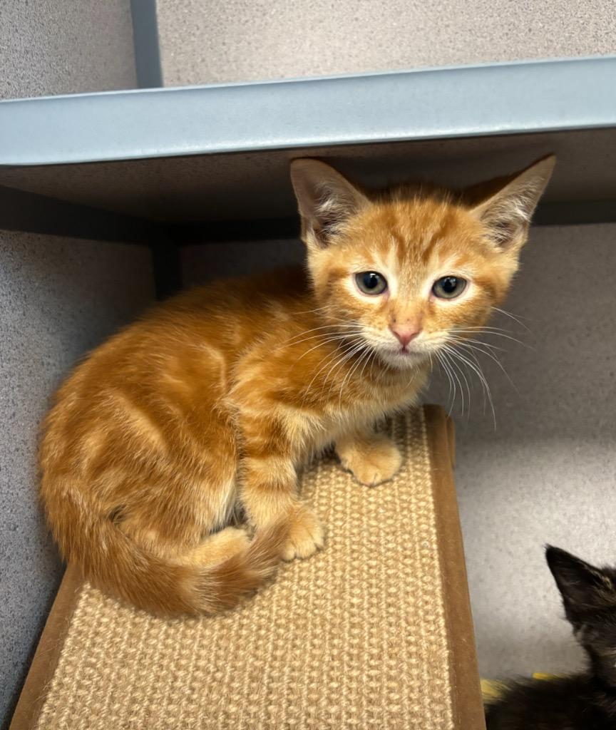 Enlarge Captain Purrinator, a Adopted mixed breed in Liverpool, NY image 1/1
