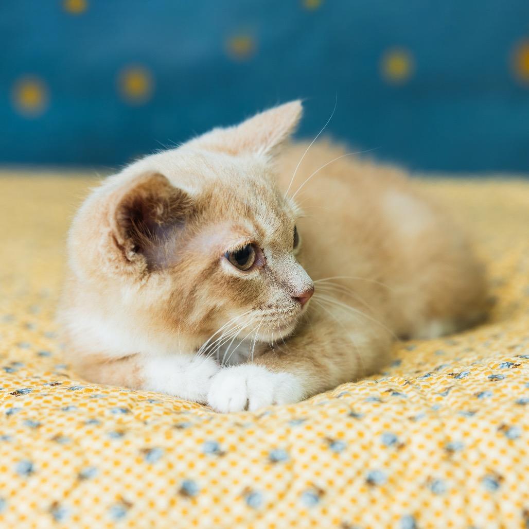 Enlarge Macavity, a Adoptable Domestic Short Hair in St. Paul, MN image 1/6