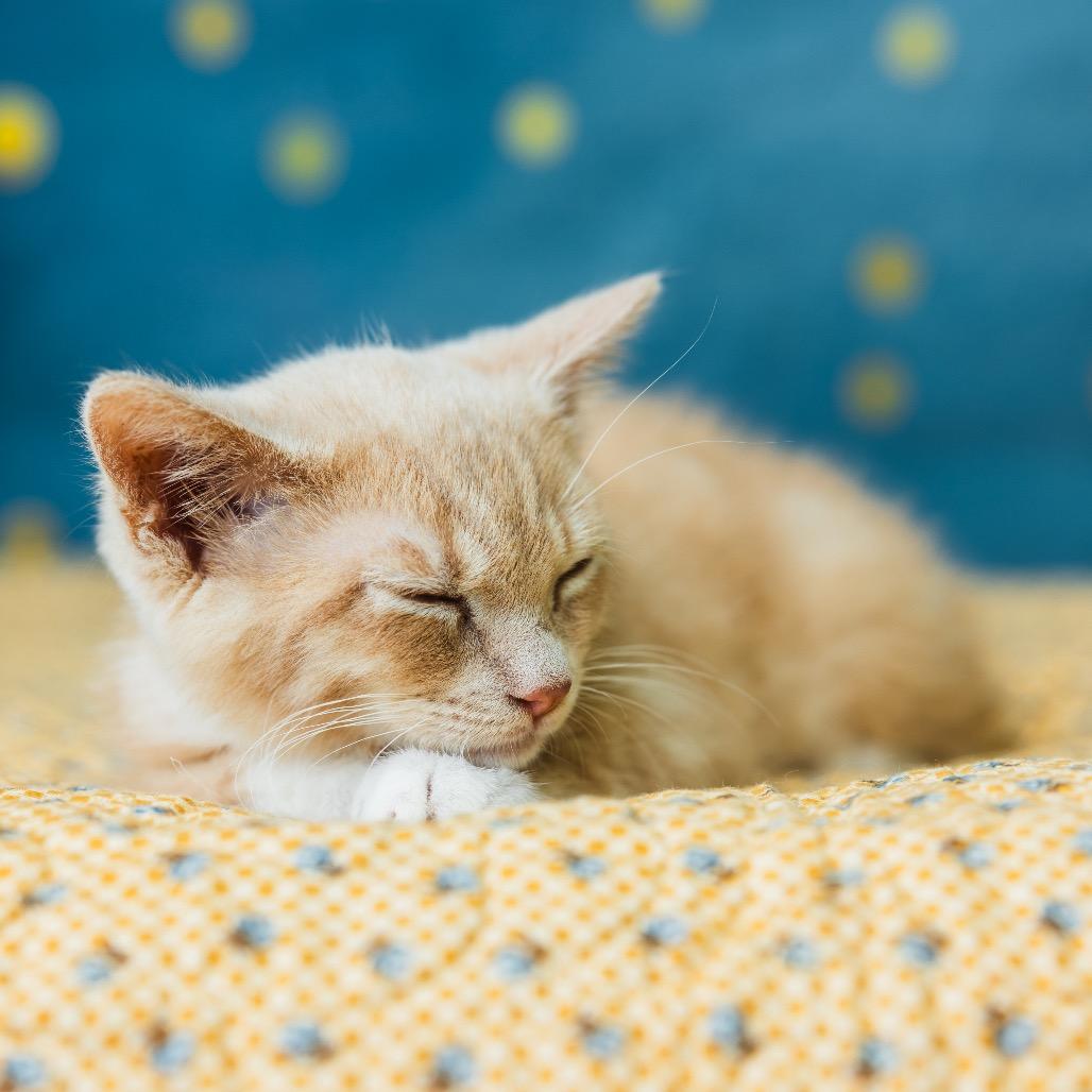 Enlarge Macavity, a Adoptable Domestic Short Hair in St. Paul, MN image 2/6