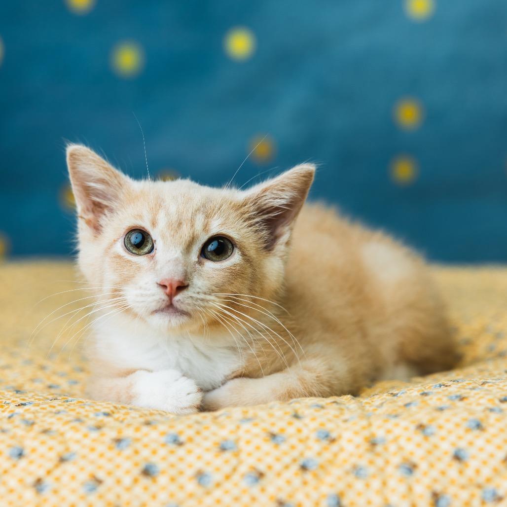 Enlarge Macavity, a Adoptable Domestic Short Hair in St. Paul, MN image 5/6