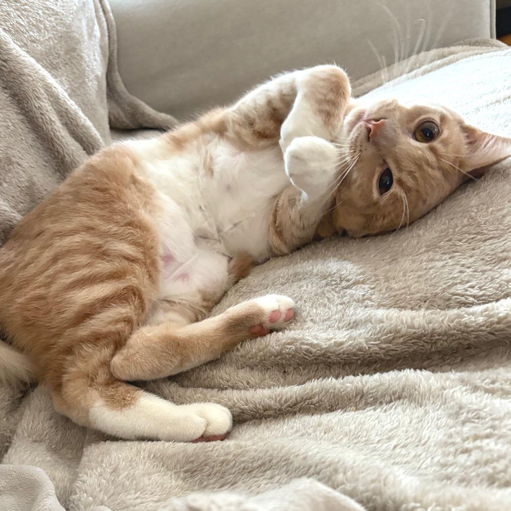 Enlarge Macavity, a Adoptable Domestic Short Hair in St. Paul, MN image 6/6