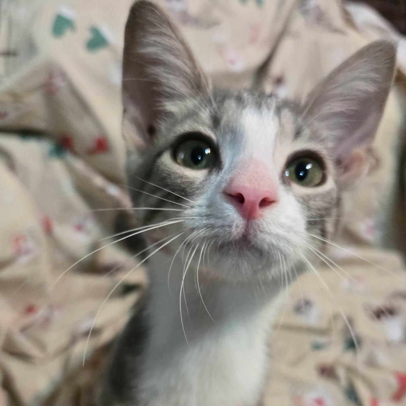 Sweet Potato, an adopted Domestic Short Hair in Sewell, NJ image 2/2