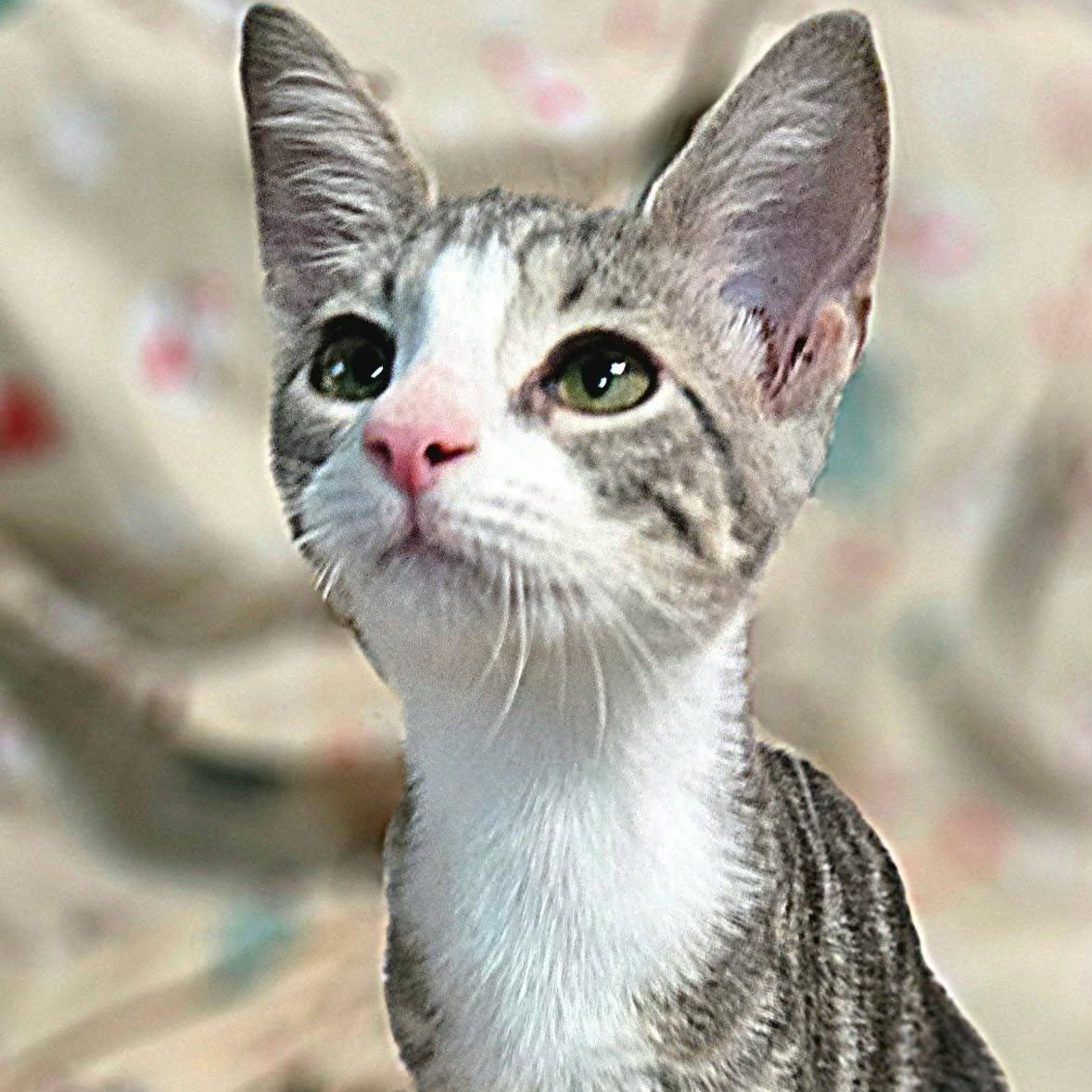 Sweet Potato, adopted, Kitten Female Domestic Short Hair.
