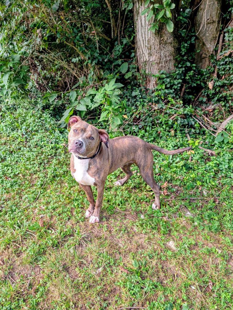 Enlarge Rosie, an adopted Pit Bull Terrier in Maysville, KY image 1/1