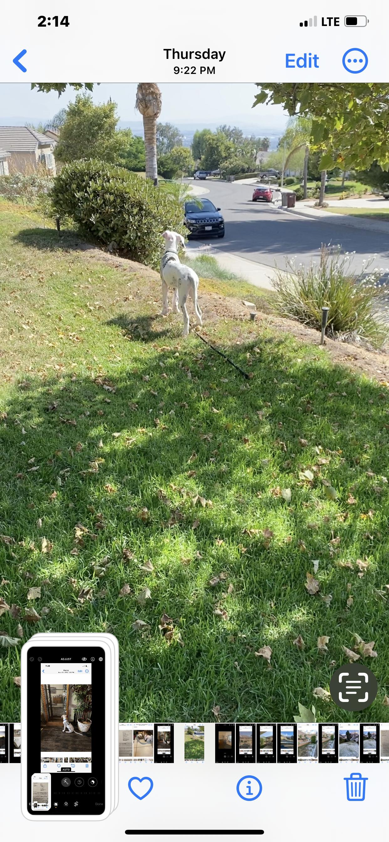Enlarge Cheyenne , a Adoptable Great Dane in Moreno Valley, CA image 1/4