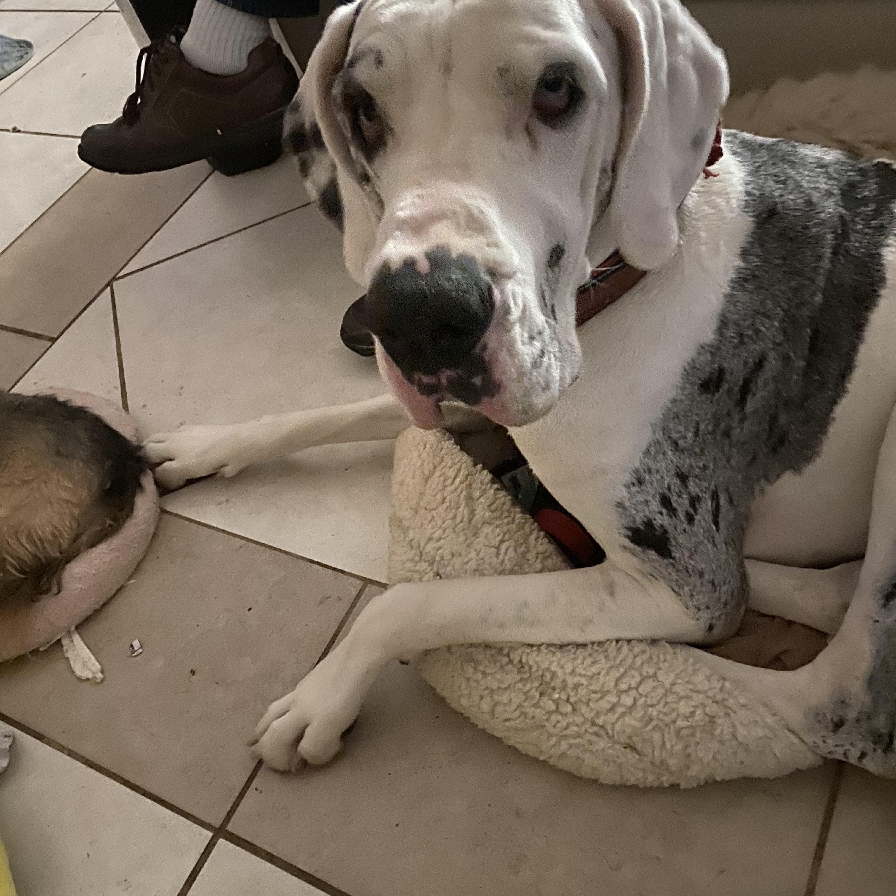 Enlarge Cheyenne , a Adoptable Great Dane in Moreno Valley, CA image 2/4