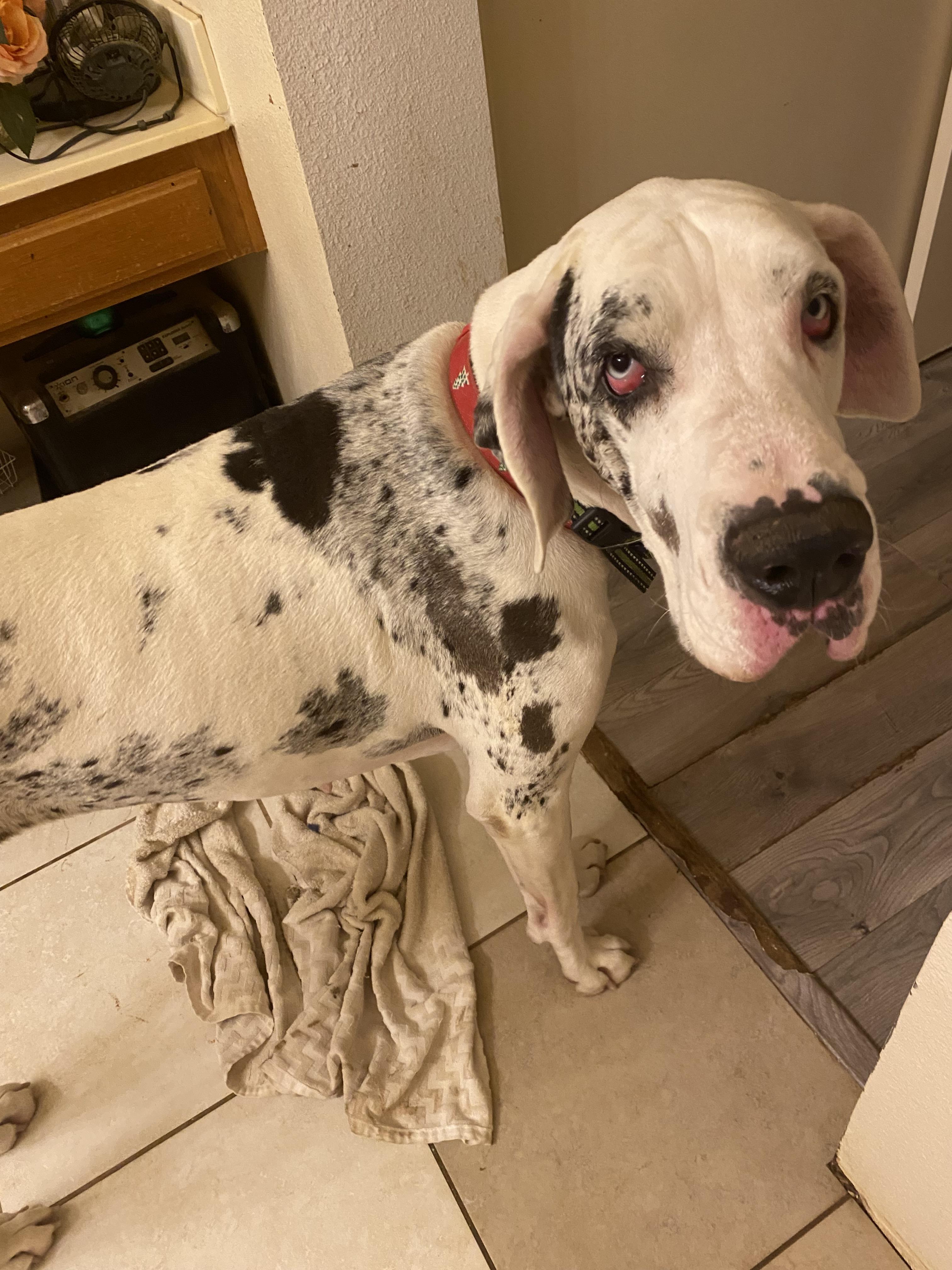 Enlarge Cheyenne , a Adoptable Great Dane in Moreno Valley, CA image 3/4