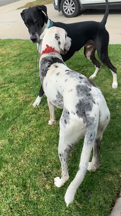Enlarge Cheyenne , a Adoptable Great Dane in Moreno Valley, CA video 4/4