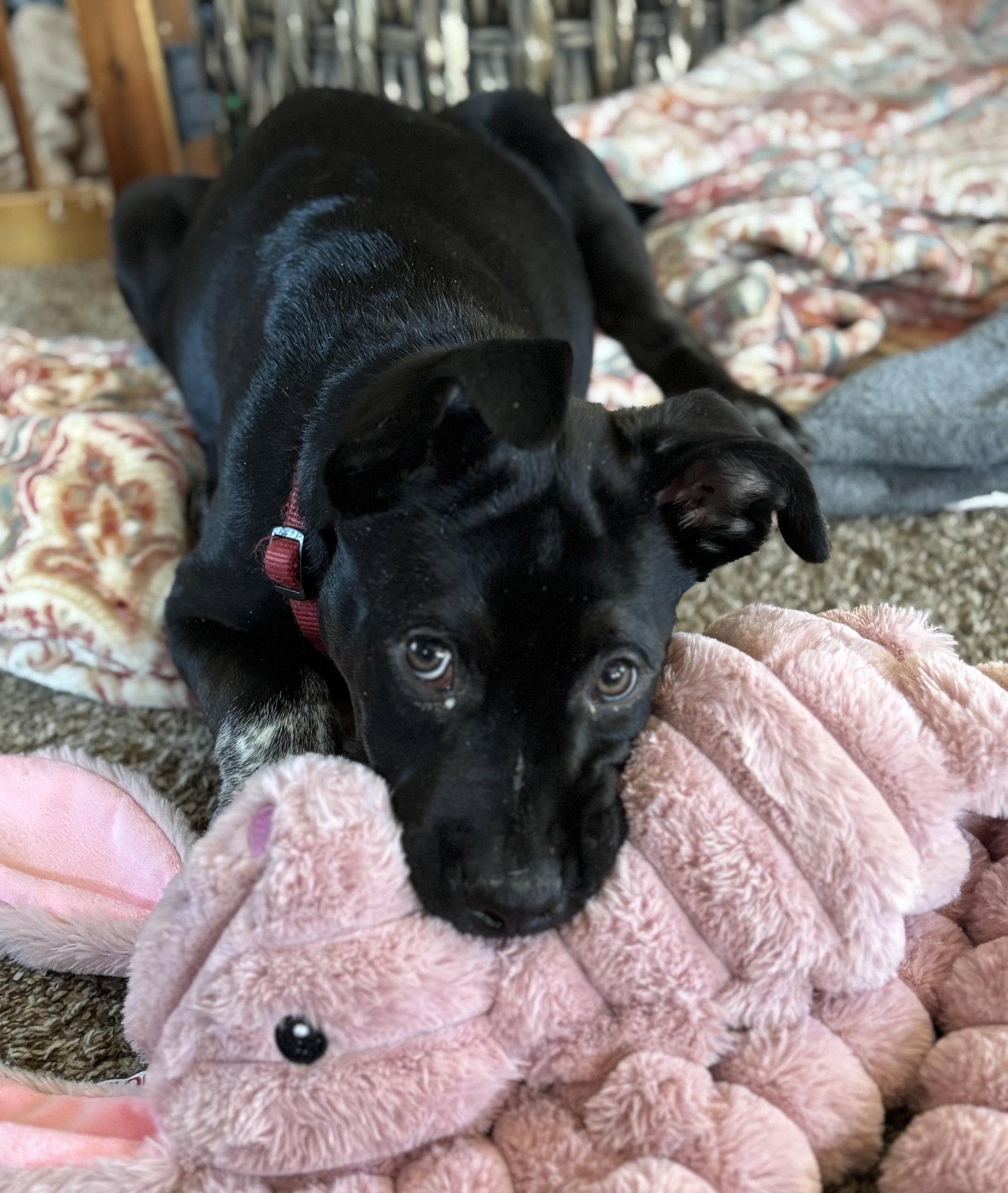Wyatt, Adoptable, Puppy Male Pit Bull Terrier.