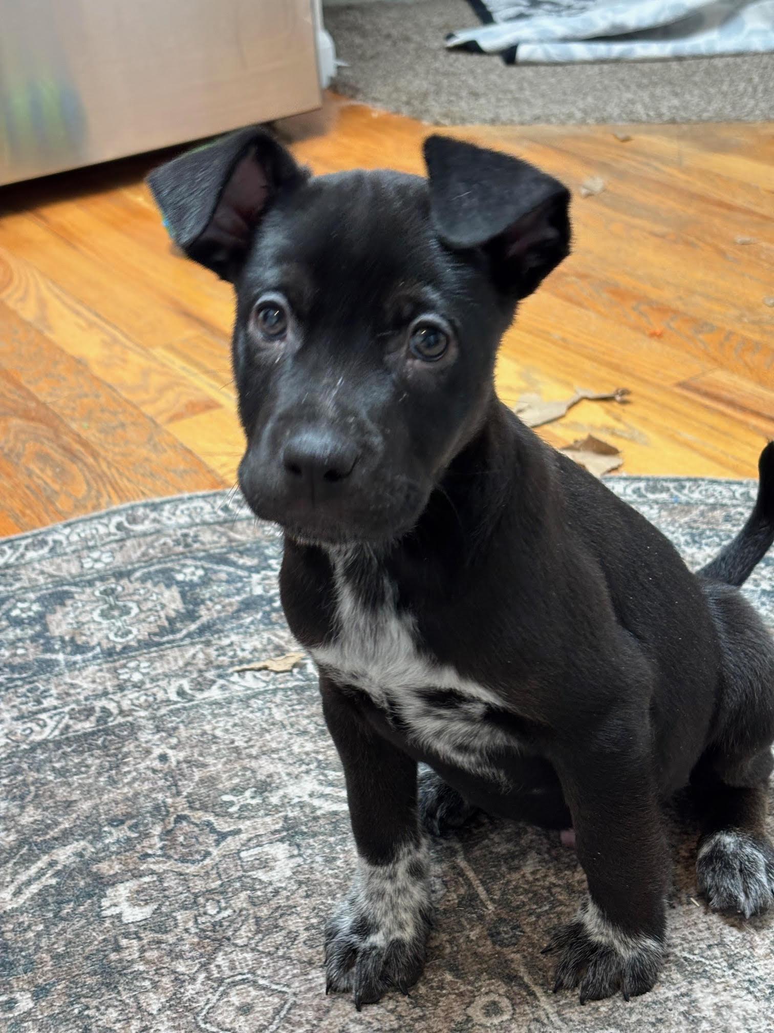 Wyatt, Adoptable, Puppy Male Pit Bull Terrier.