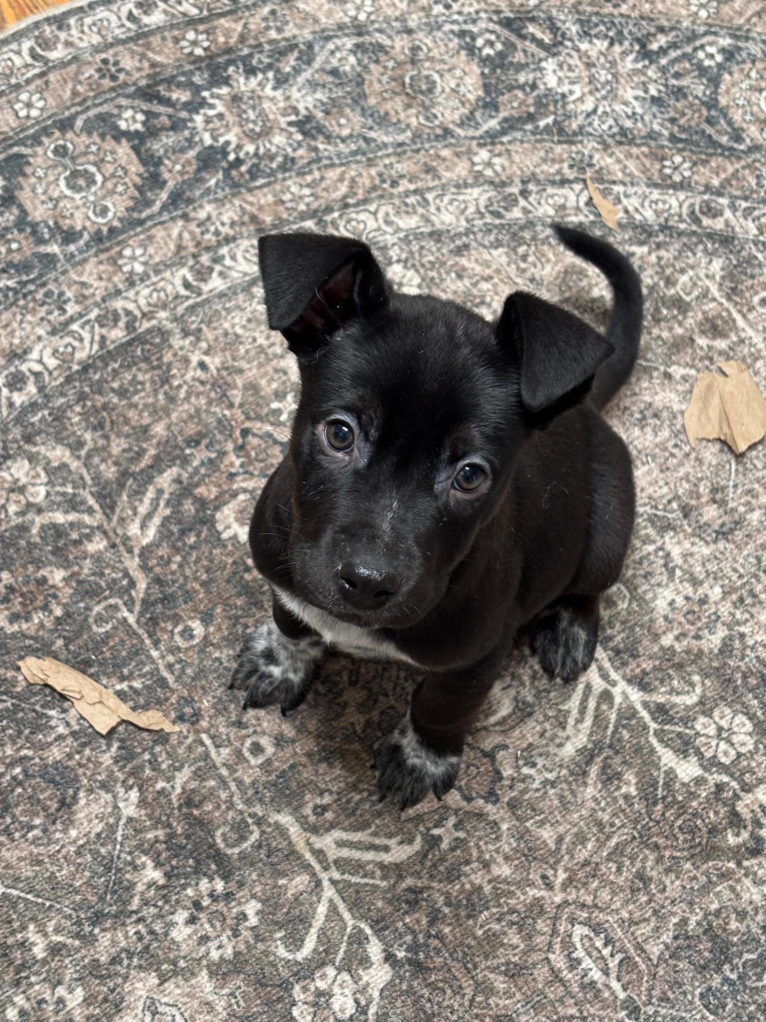 Enlarge Wyatt, a Adoptable Pit Bull Terrier in Evergreen, CO image 2/3
