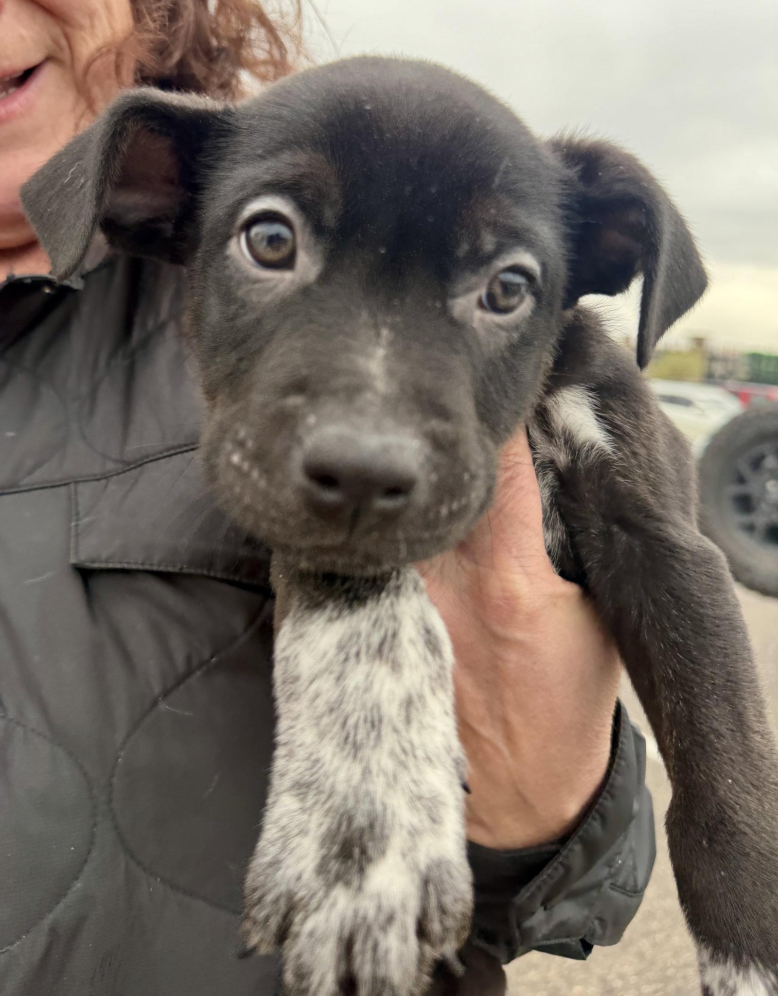 Enlarge Wyatt, a Adoptable Pit Bull Terrier in Evergreen, CO image 3/3