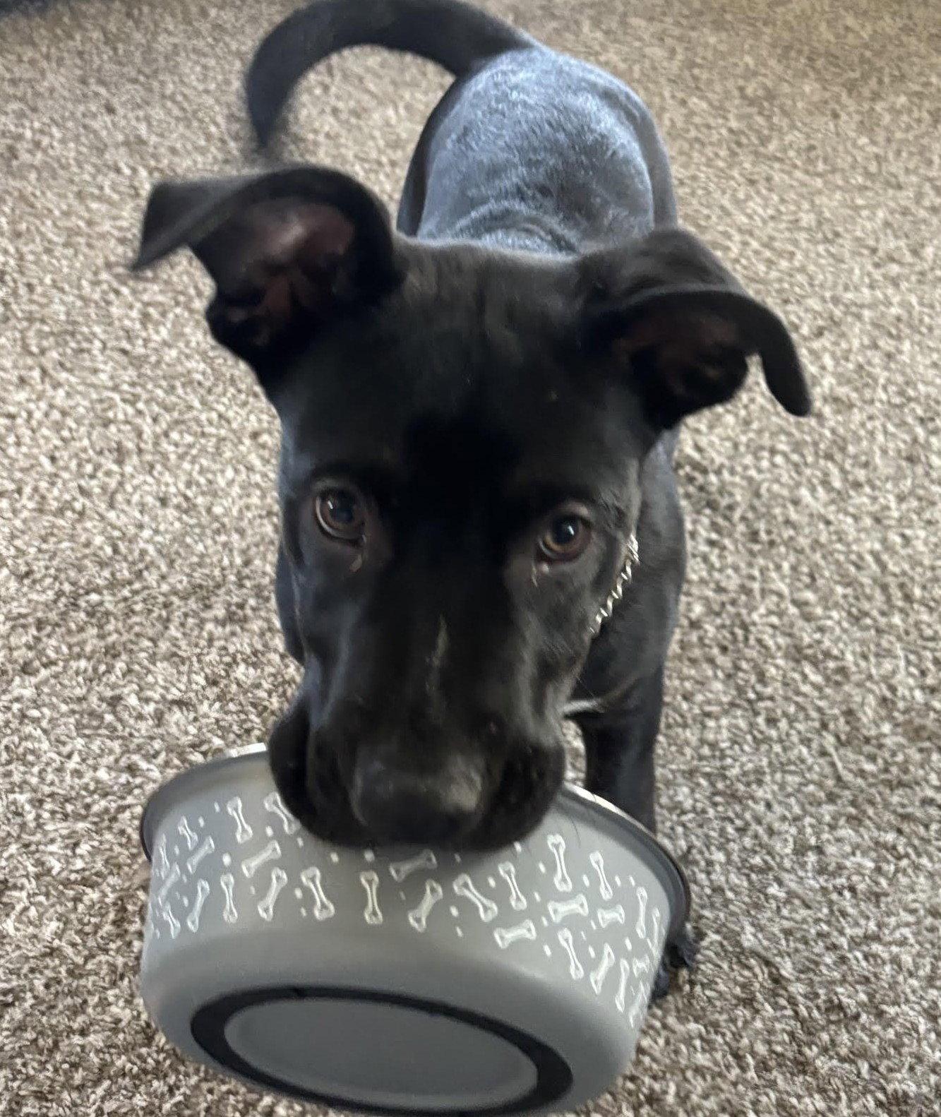 Enlarge Wyatt, a Adoptable Pit Bull Terrier in Evergreen, CO image 2/3