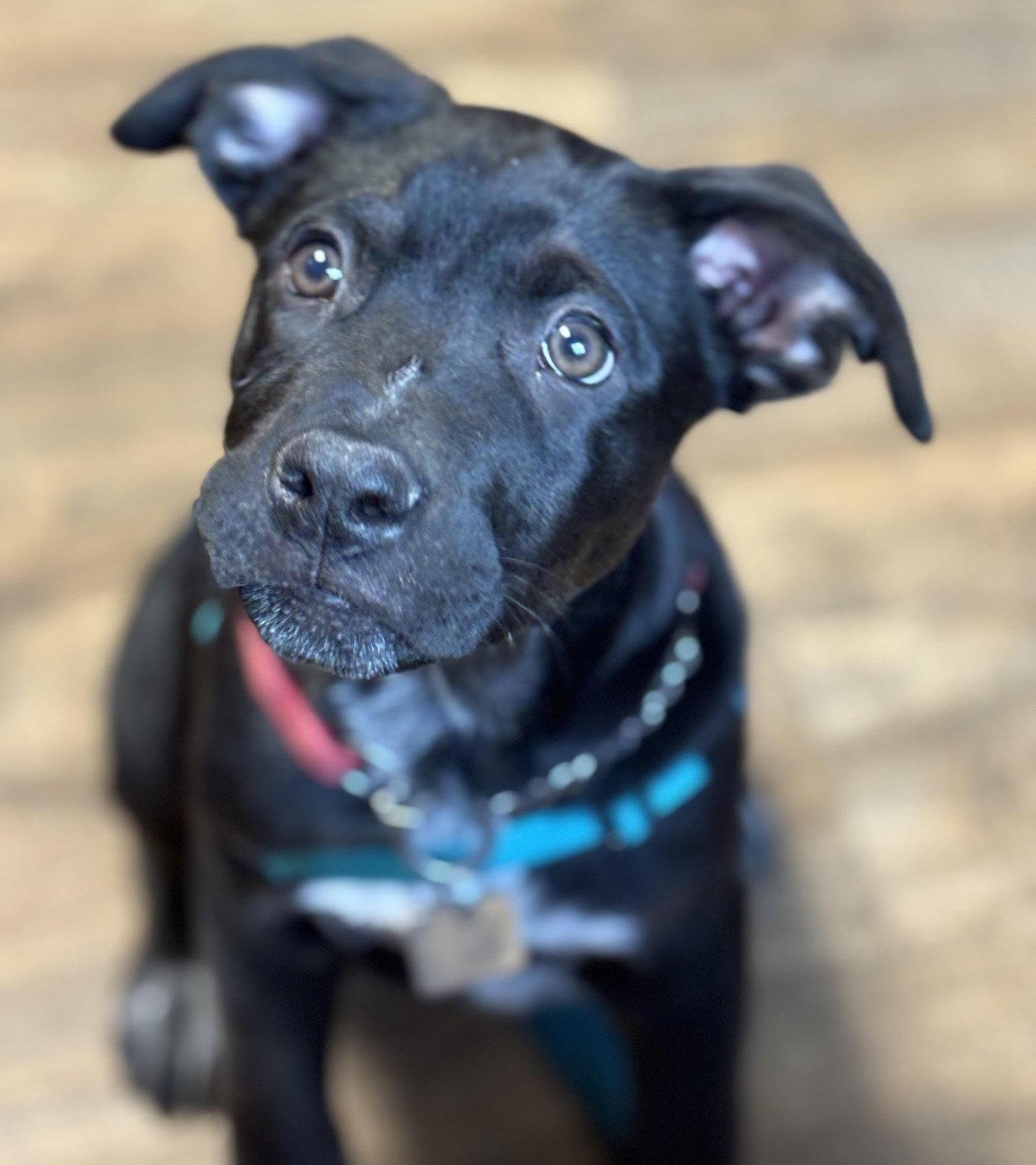 Enlarge Wyatt, a Adoptable Pit Bull Terrier in Evergreen, CO image 3/3