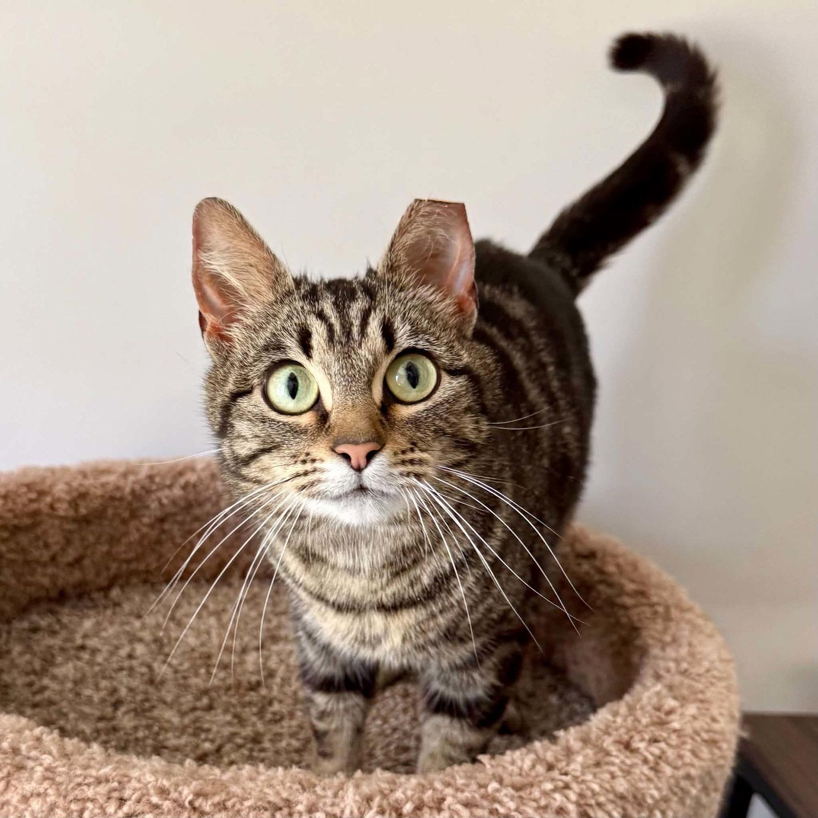 Tula, a Adopted Domestic Short Hair in Cuyahoga Falls, OH image 1/2