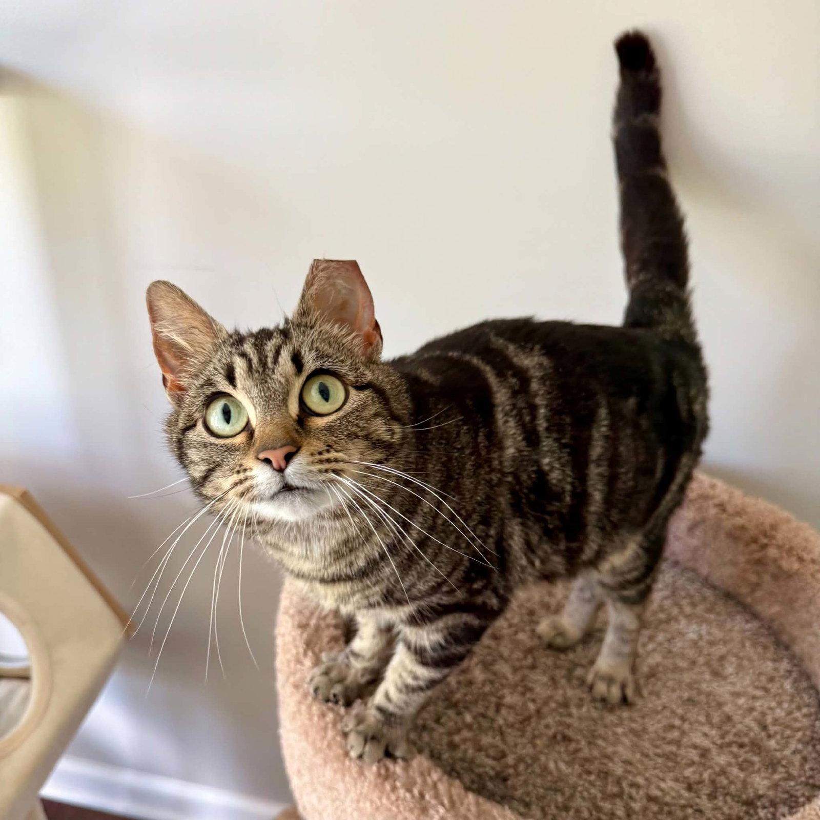 Tula, a Adopted Domestic Short Hair in Cuyahoga Falls, OH image 2/2