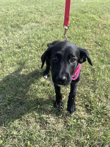 BooBoo, a Adoptable mixed breed in McCook, NE image 1/3