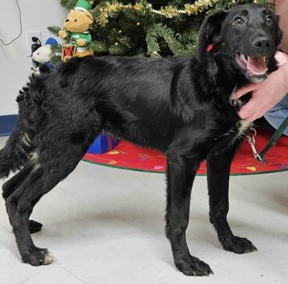 BooBoo, a Adoptable mixed breed in McCook, NE image 2/3