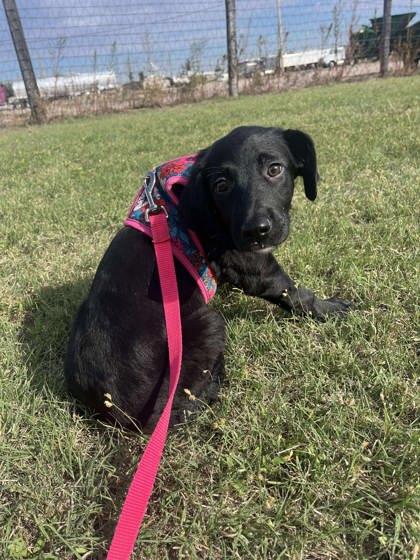 BooBoo, a Adoptable mixed breed in McCook, NE image 2/3