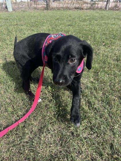 BooBoo, a Adoptable mixed breed in McCook, NE image 3/3