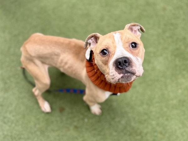 Wobbie Bobbie — thumbnail 3