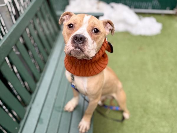 Wobbie Bobbie — thumbnail 4